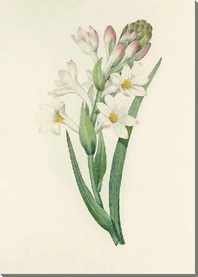 Картина Винтажная ботаника Редуте №128