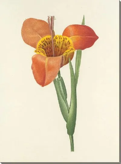 Картина Винтажная ботаника Редуте №129