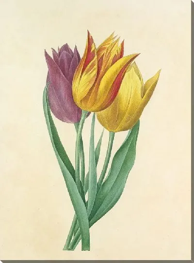 Картина Винтажная ботаника Редуте №130