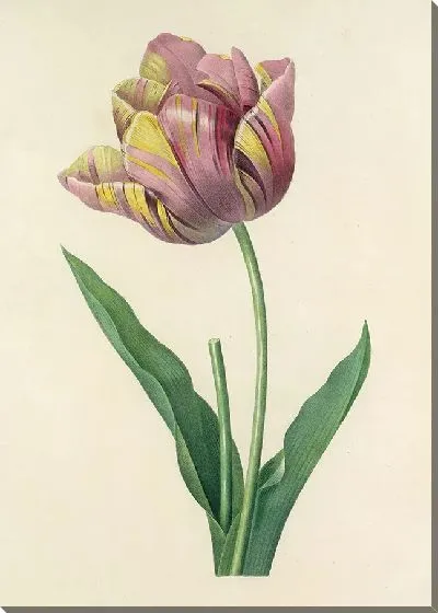 Картина Винтажная ботаника Редуте №131