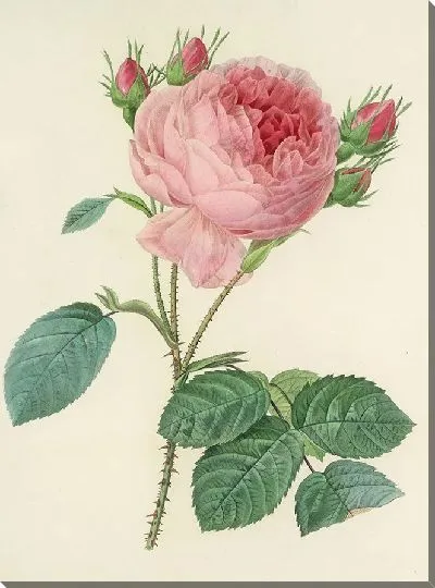 Картина Винтажная ботаника Редуте №132