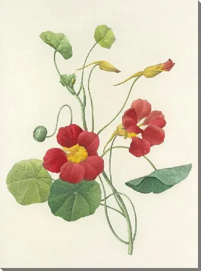 Картина Винтажная ботаника Редуте №133