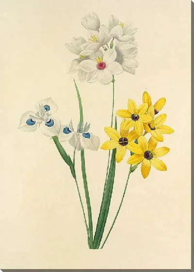 Картина Винтажная ботаника Редуте №134