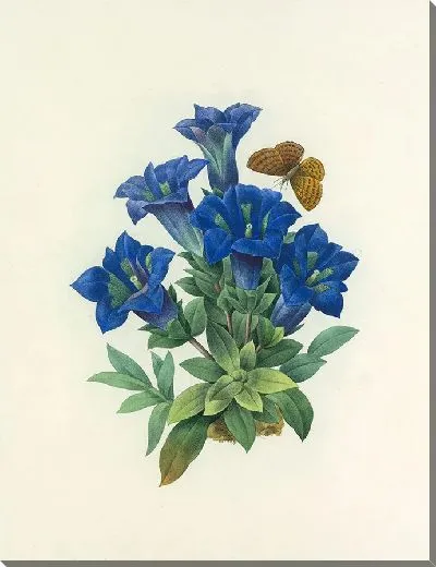 Картина Винтажная ботаника Редуте №135