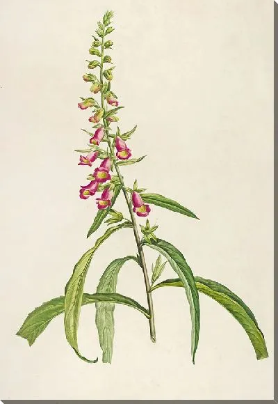 Картина Винтажная ботаника Редуте №136