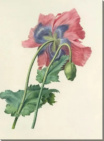 Картина Винтажная ботаника Редуте №137