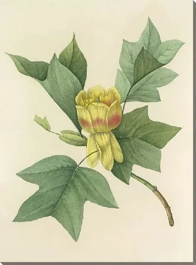 Картина Винтажная ботаника Редуте №139