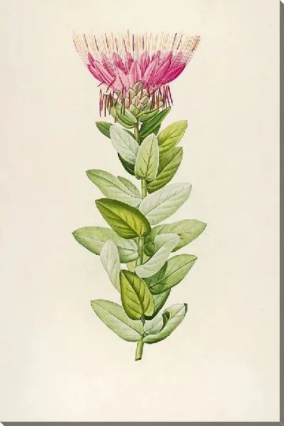 Картина Винтажная ботаника Редуте №140