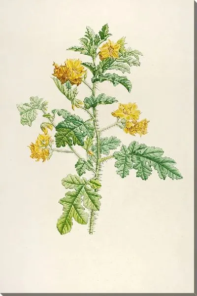 Картина Винтажная ботаника Редуте №142