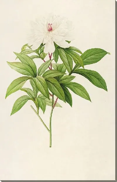 Картина Винтажная ботаника Редуте №144