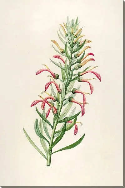 Картина Винтажная ботаника Редуте №145