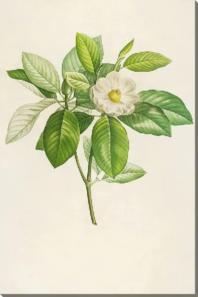 Картина Винтажная ботаника Редуте №146