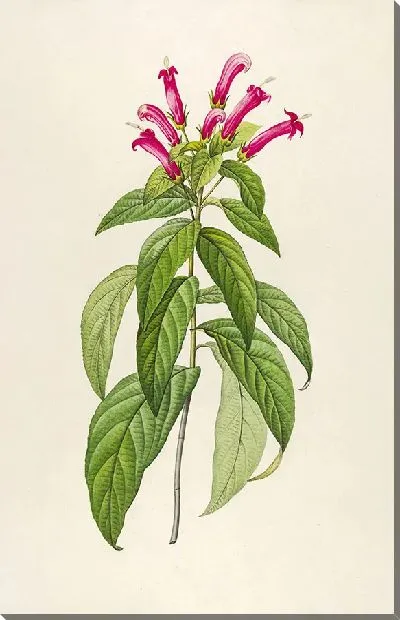 Картина Винтажная ботаника Редуте №147