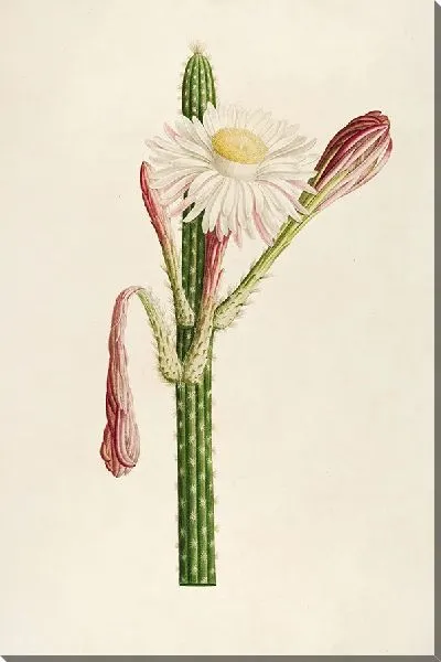 Картина Винтажная ботаника Редуте №148