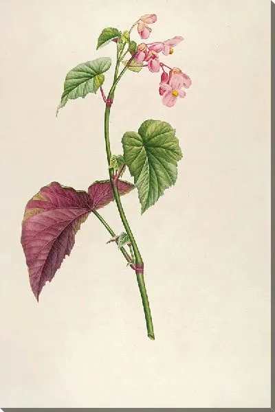 Картина Винтажная ботаника Редуте №150