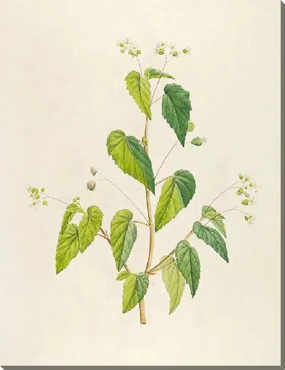 Картина Винтажная ботаника Редуте №151