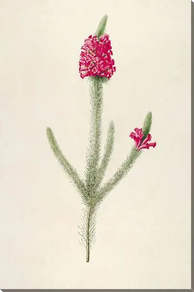 Картина Винтажная ботаника Редуте №152