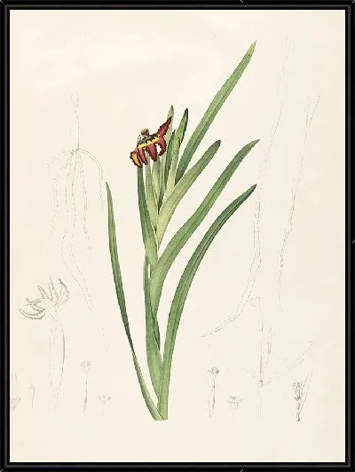 Картина Лилии (1805–1816)