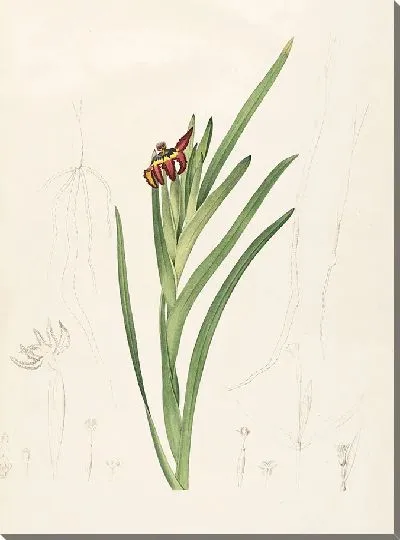 Картина Лилии (1805–1816)