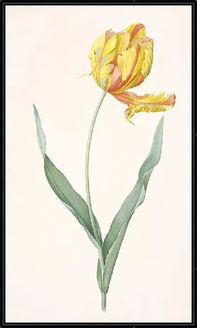 Картина Попугайный тюльпан (1816 г.)