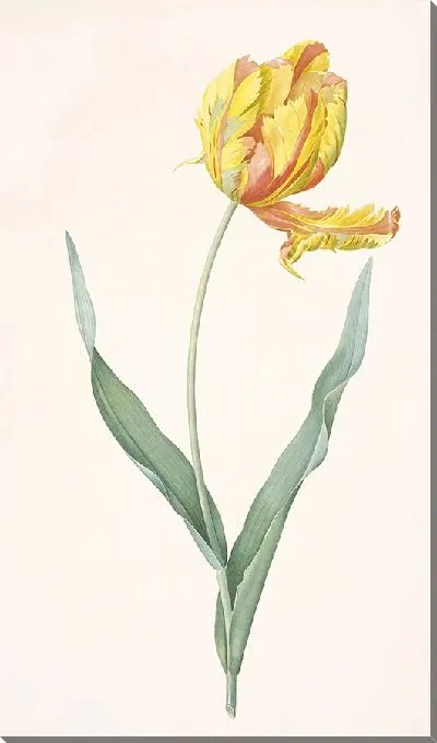 Картина Попугайный тюльпан (1816 г.)