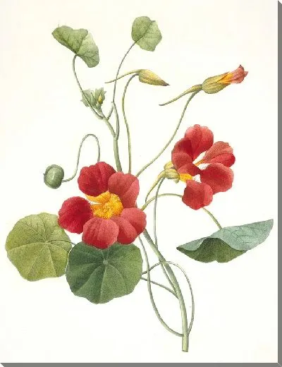 Картина Садовая настурция (1827 г.)