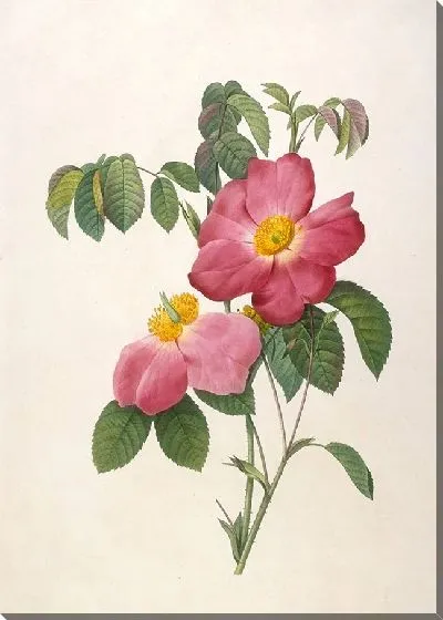 Картина Куст розы Провинси с розовыми и простыми цветками из La Couronne Des Roses (1817-1824)