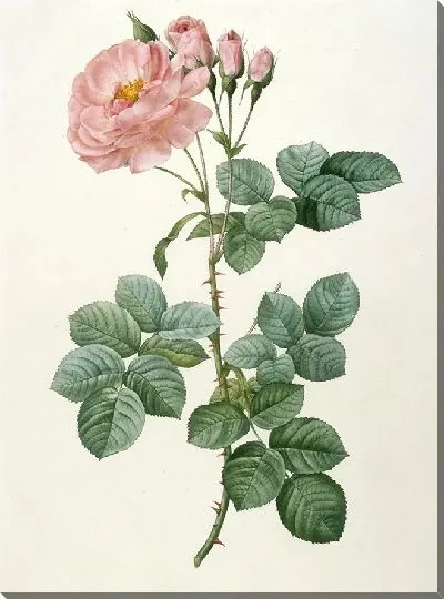 Картина Куст роз Аврора Понятовская из La Couronne Des Roses (1817-1824)