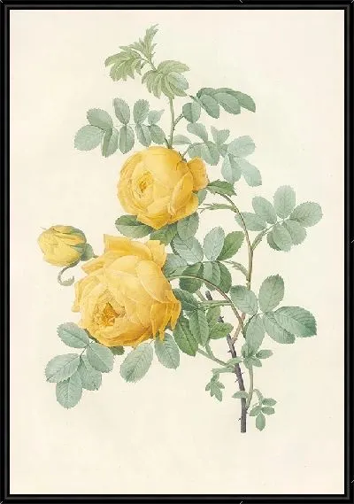 Картина Серная роза (1817–1824)