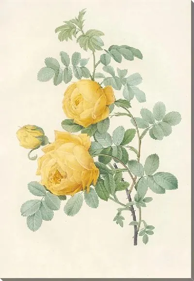 Картина Серная роза (1817–1824)