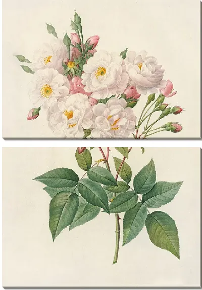 Картина Роза Нуазеттиана (1817–1824)