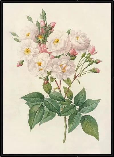 Картина Роза Нуазеттиана (1817–1824)