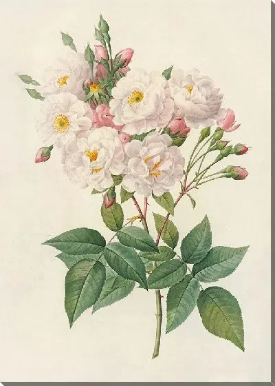 Картина Роза Нуазеттиана (1817–1824)