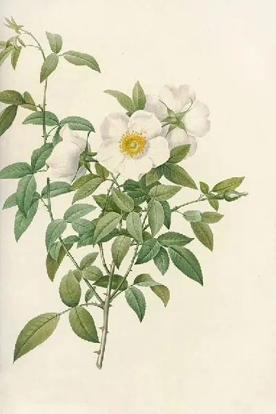 Картина Роза Нивеа (1817 – 1824)