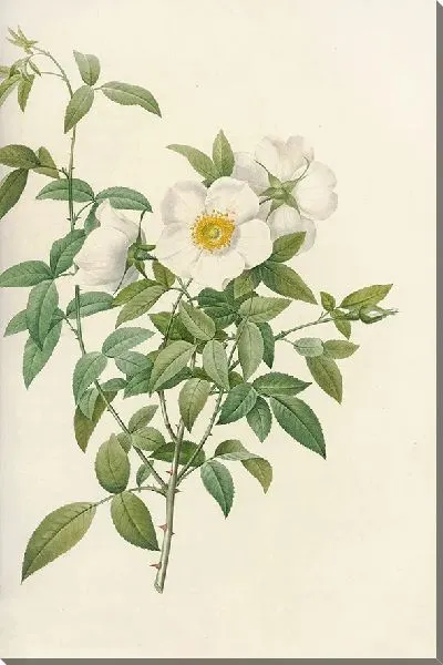 Картина Роза Нивеа (1817 – 1824)