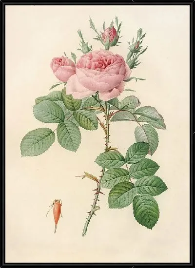 Картина Роза бифера лекарственная (1817–1824)