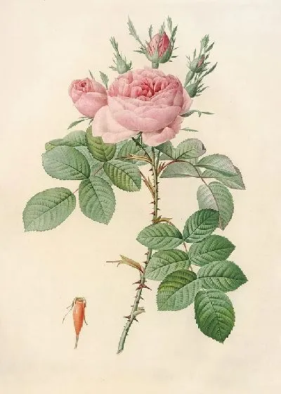 Картина Роза бифера лекарственная (1817–1824)