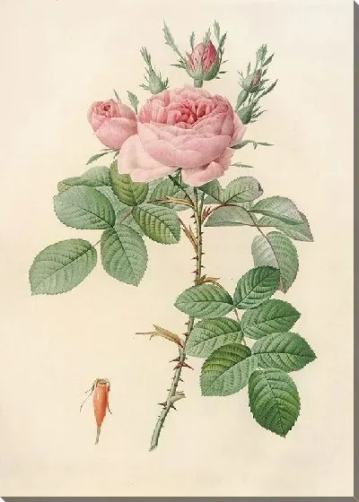 Картина Роза бифера лекарственная (1817–1824)