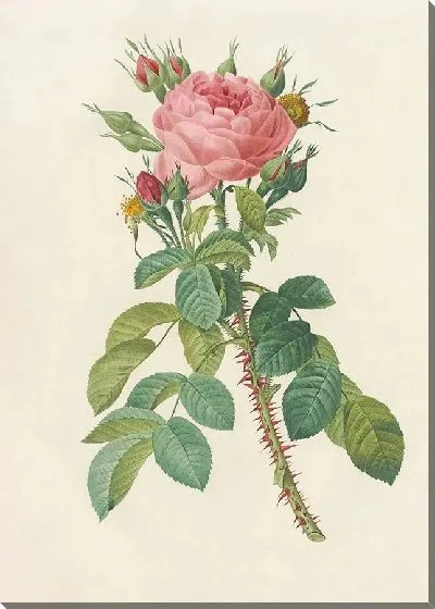 Картина Роза Бифера Макрокарпа (1817 – 1824)