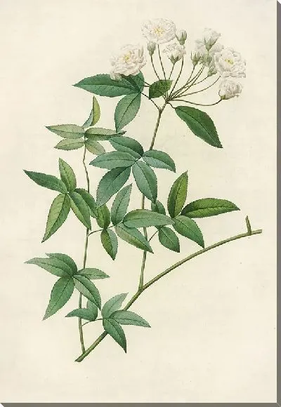 Картина Розовые банксии (1817–1824)