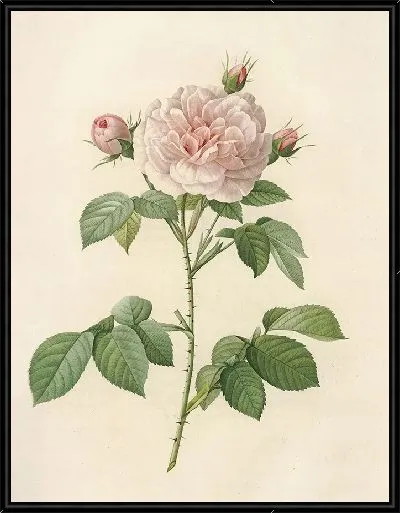 Картина Королевская белая роза (1817–1824)