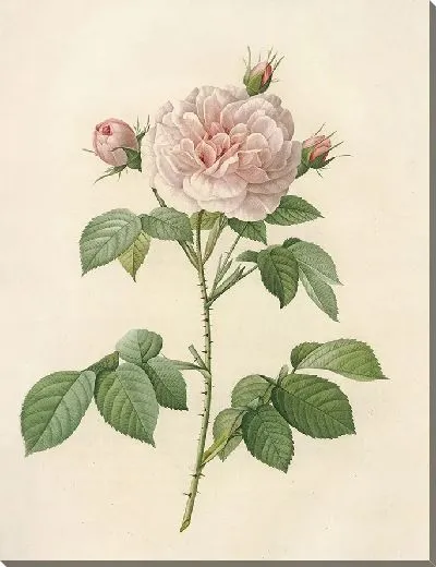 Картина Королевская белая роза (1817–1824)