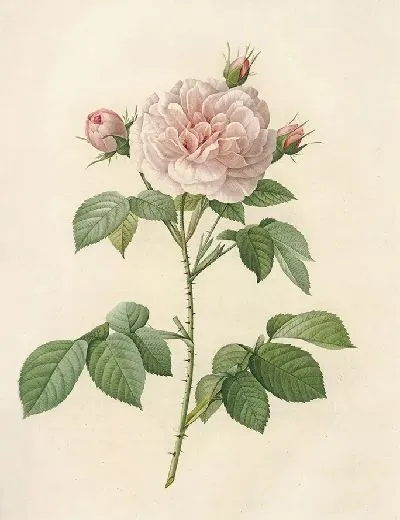 Картина Королевская белая роза (1817–1824)