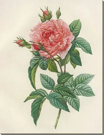 Картина Французская королевская роза (1817–1824)