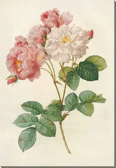 Картина Роза Дамасцена (1817 – 1824)