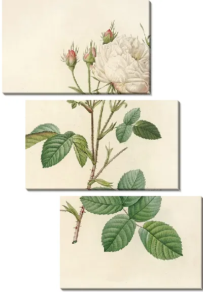 Картина Роза Сентифолия Мутабилис (1817–1824)