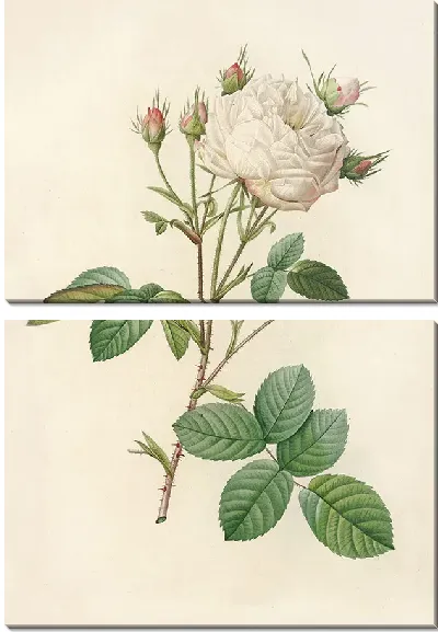 Картина Роза Сентифолия Мутабилис (1817–1824)