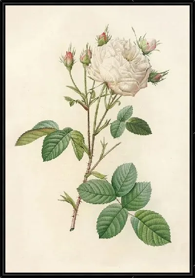 Картина Роза Сентифолия Мутабилис (1817–1824)