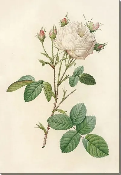 Картина Роза Сентифолия Мутабилис (1817–1824)