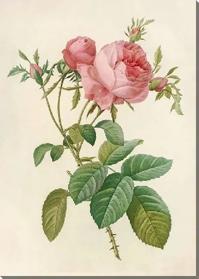 Картина Роза Сентифолия Листовидная (1817–1824)